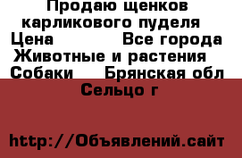 Продаю щенков карликового пуделя › Цена ­ 2 000 - Все города Животные и растения » Собаки   . Брянская обл.,Сельцо г.